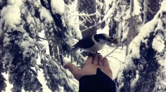 Curtis Woodman Explores & Destroys