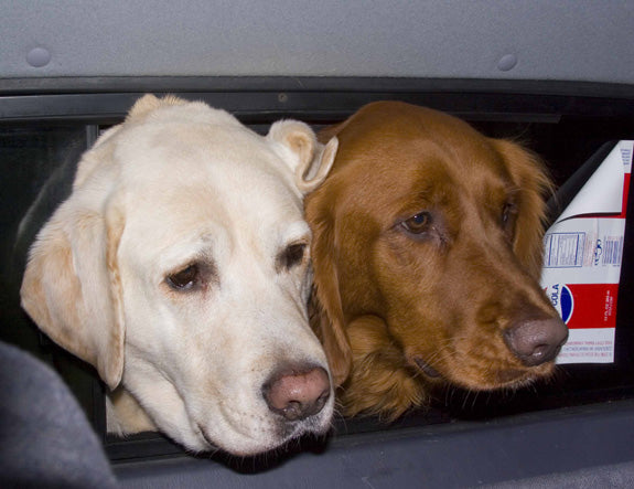 Transmissions from the Road: Kious Says Hello from Tahoe